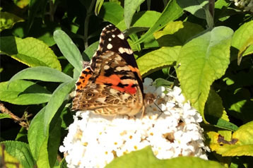 Painted Lady Butterfly on Buddlja 'White Profusion'